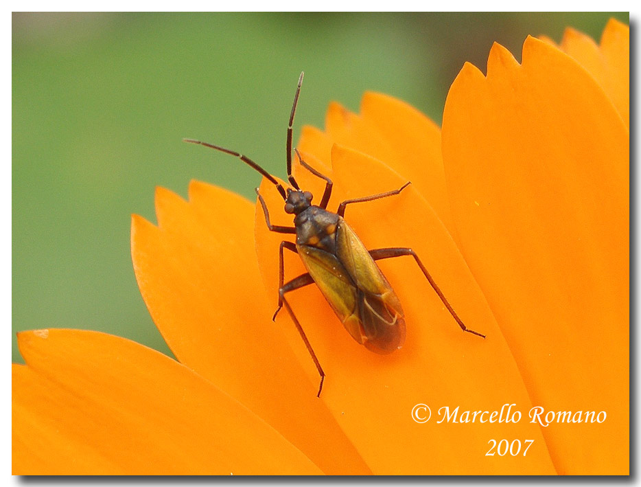 Album di eterotteri fotografati in Sicilia nel 2007